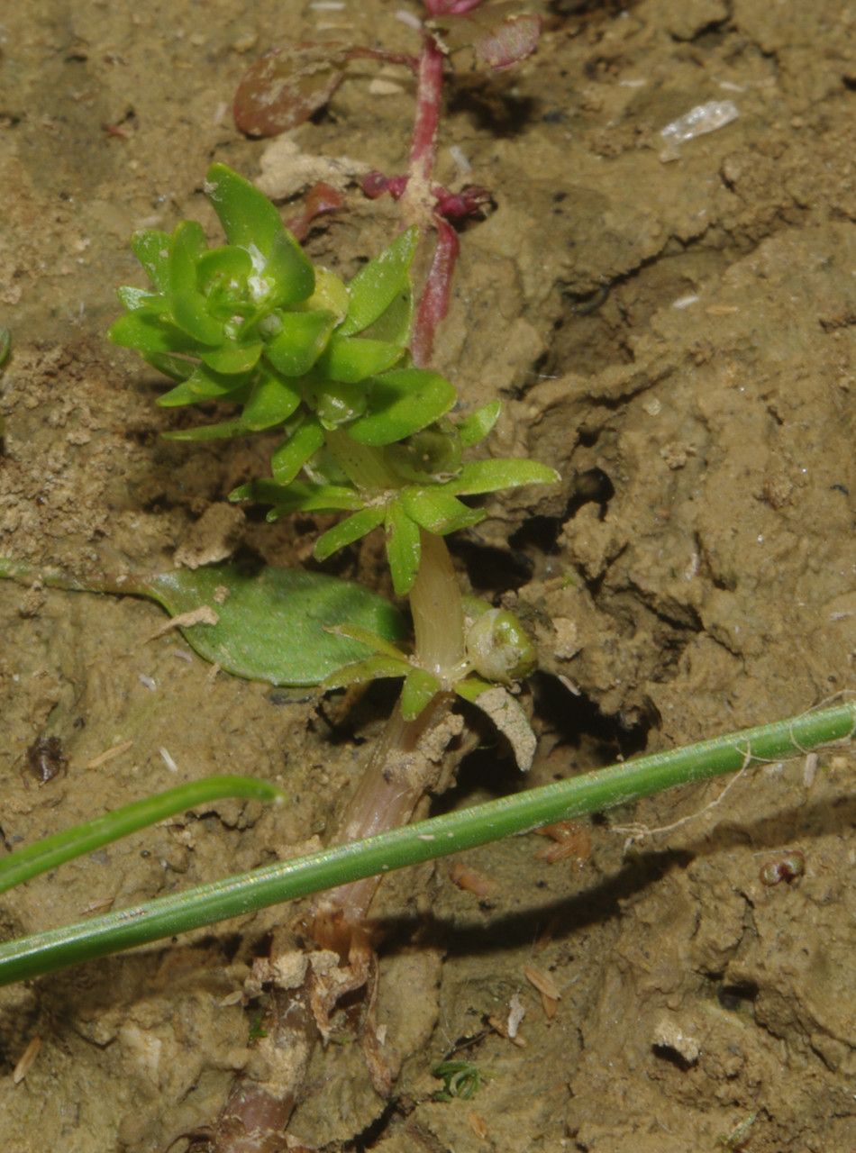 Elatine alsinastrum habit