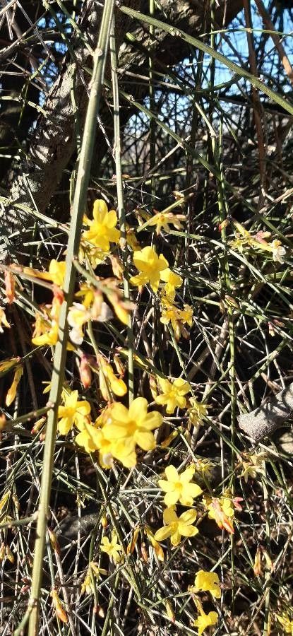 Jasminum nudiflorum fruit