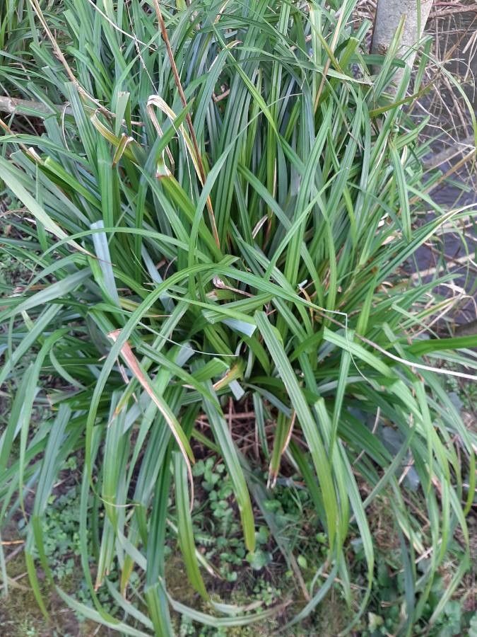 Carex cespitosa — houseplant care guide
