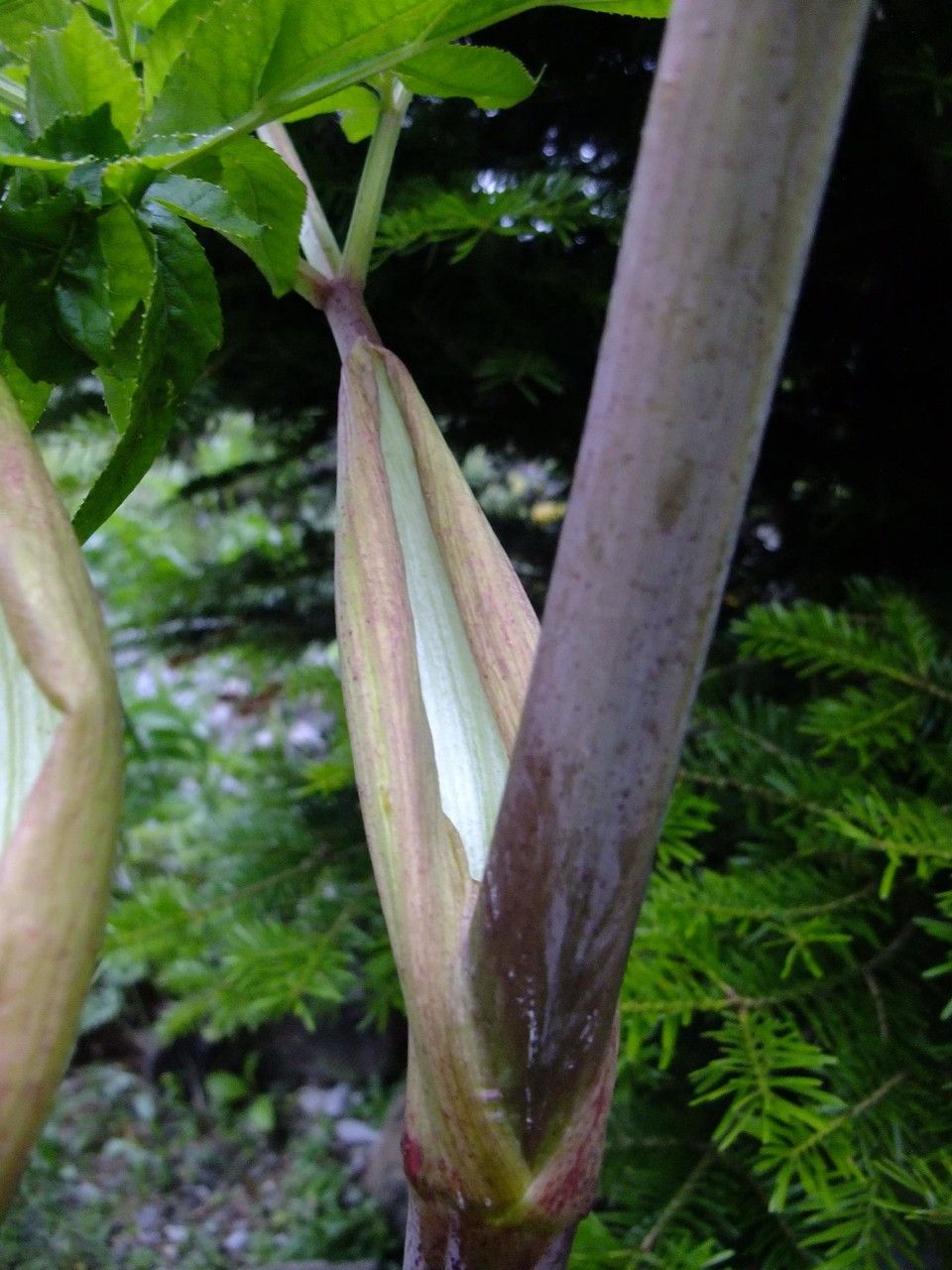 Ferula ammoniacum other