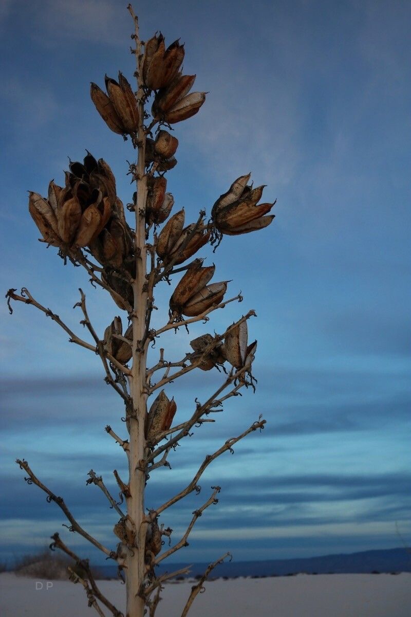 Yucca constricta flower