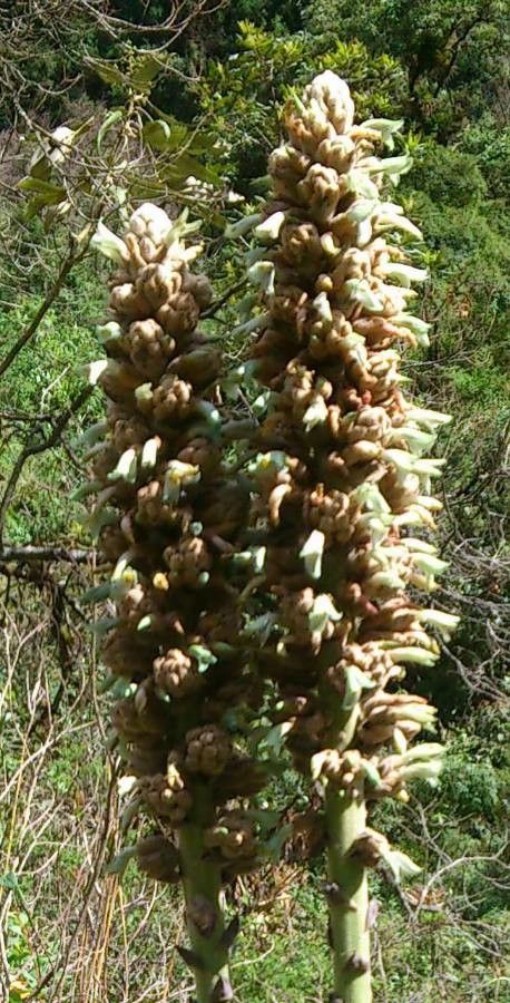 Puya glomerifera — search result for 'Puya'