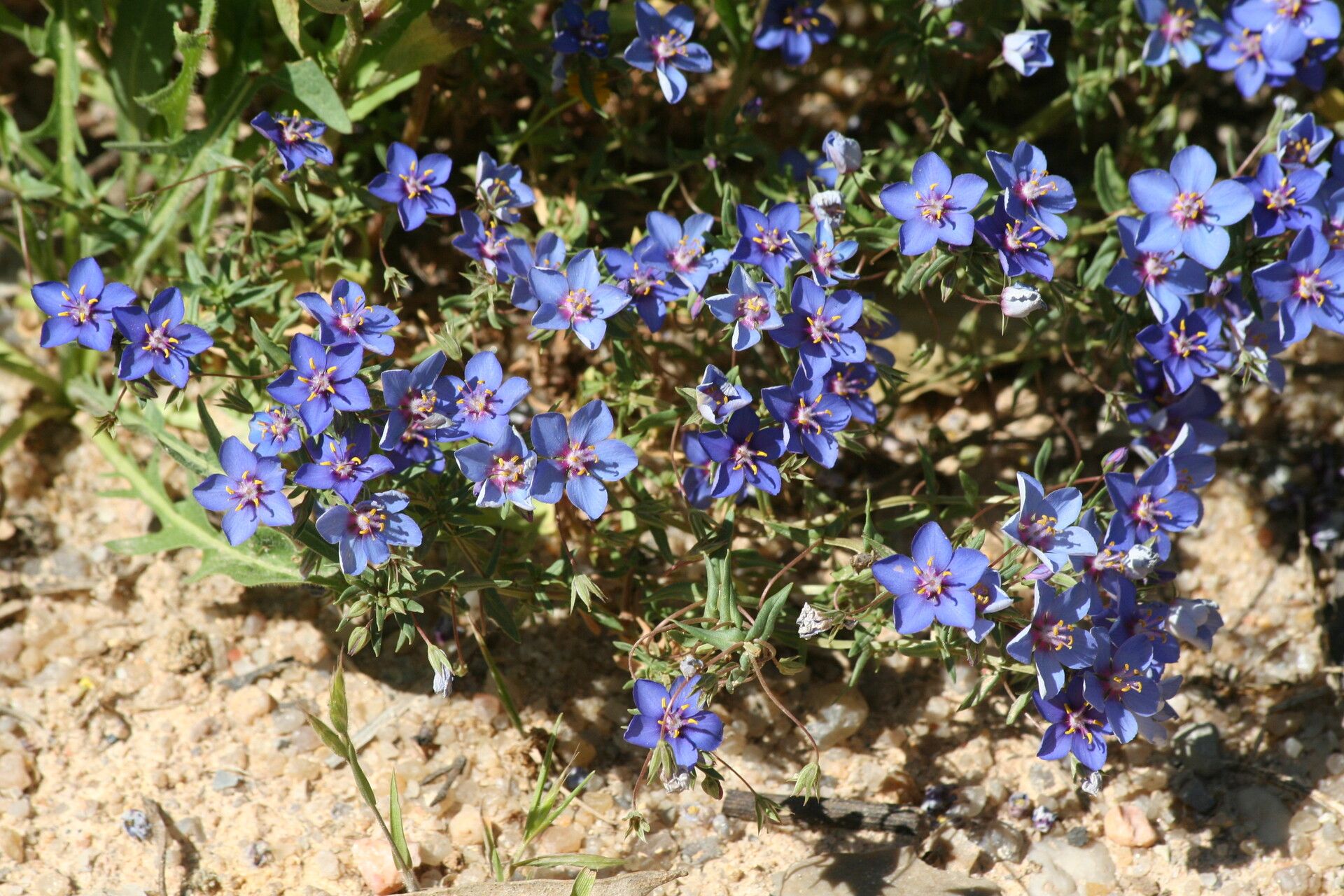 Lysimachia monelli habit