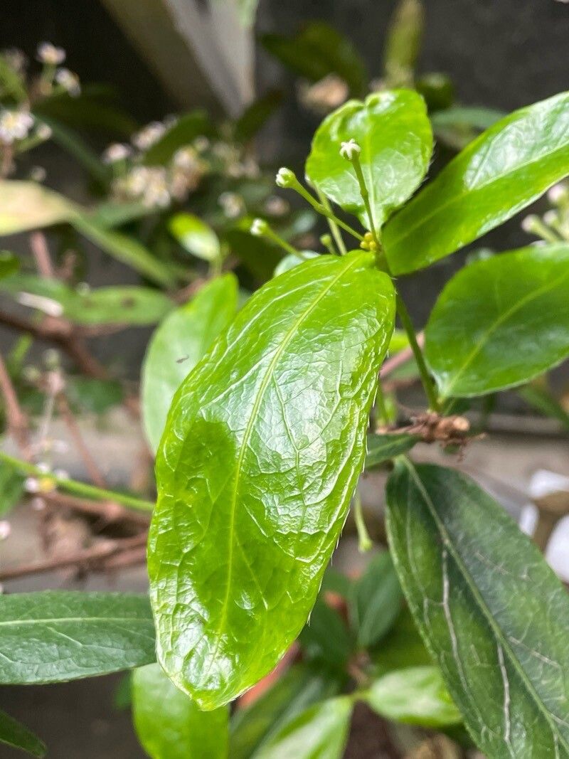 Malpighia urens — houseplant care guide