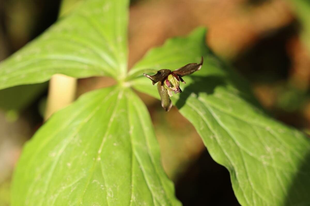 Trillium apetalon — related species from the same genus