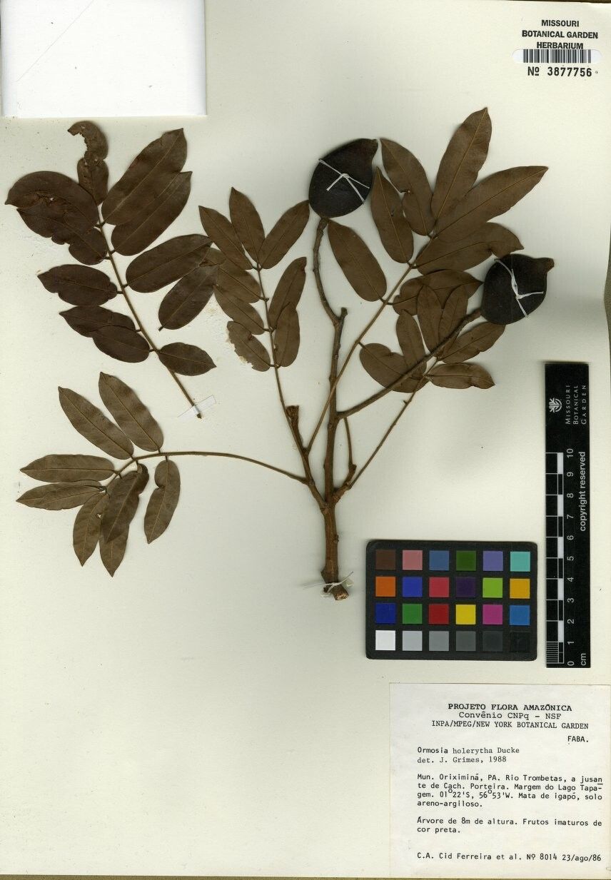 Ormosia holerythra — houseplant care guide