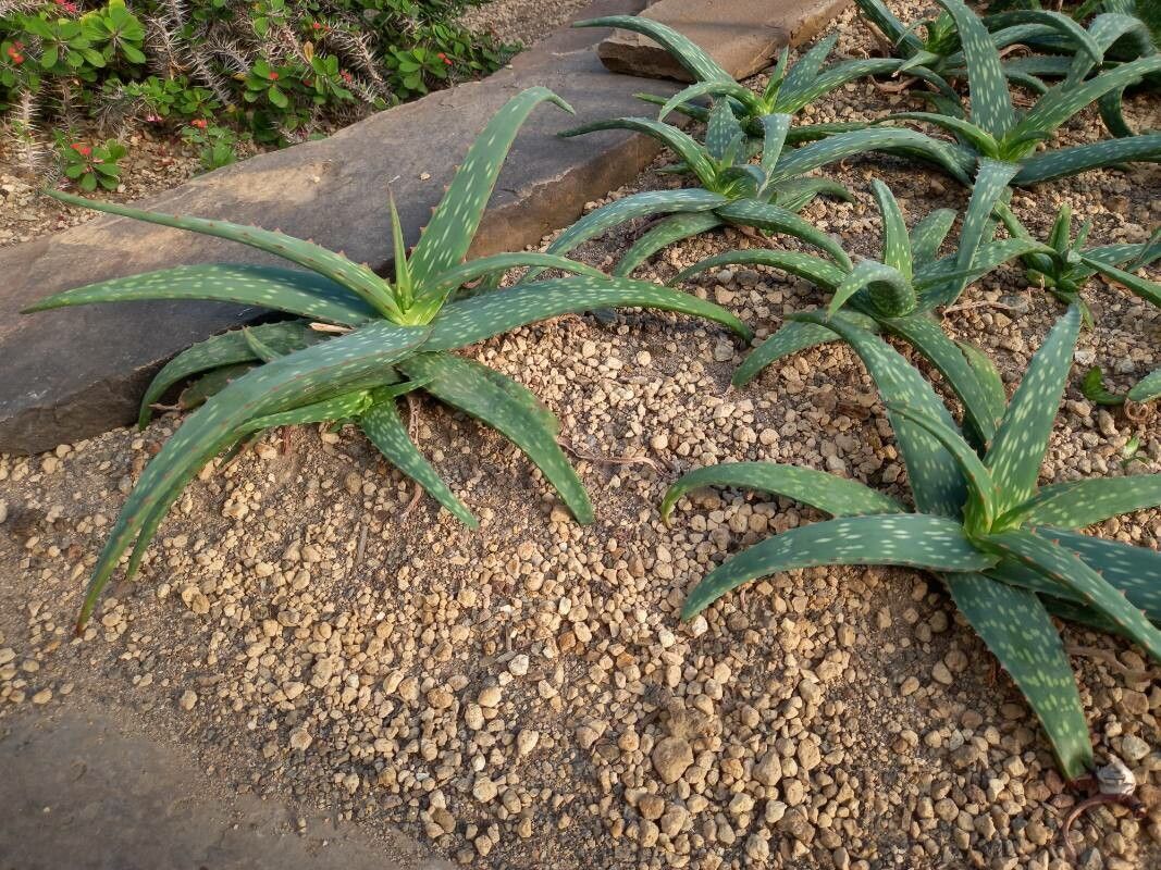 Aloe sinkatana habit