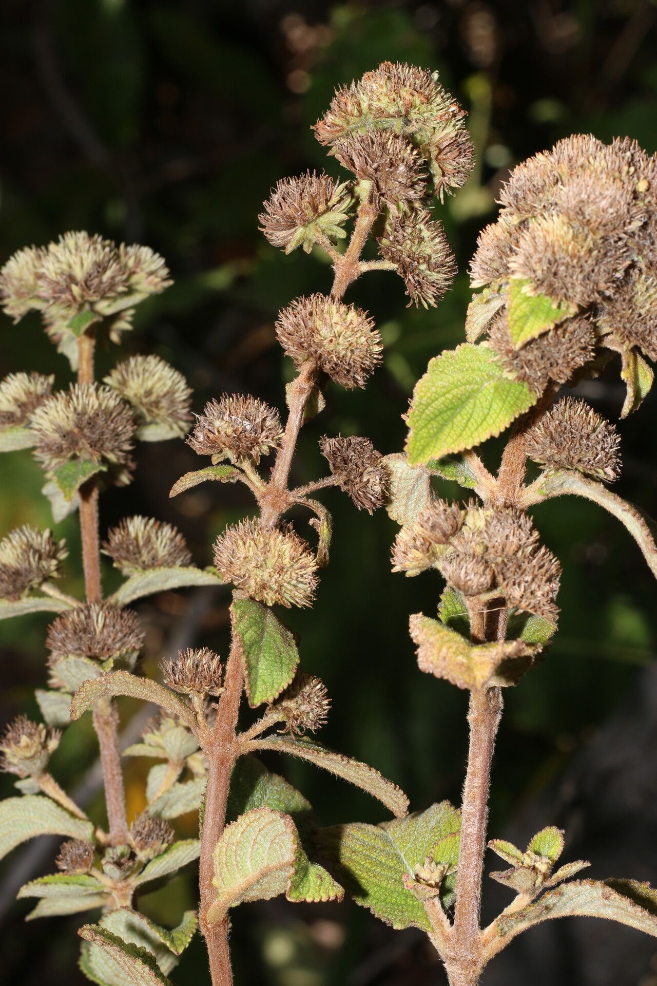 Hyptis brachiata habit