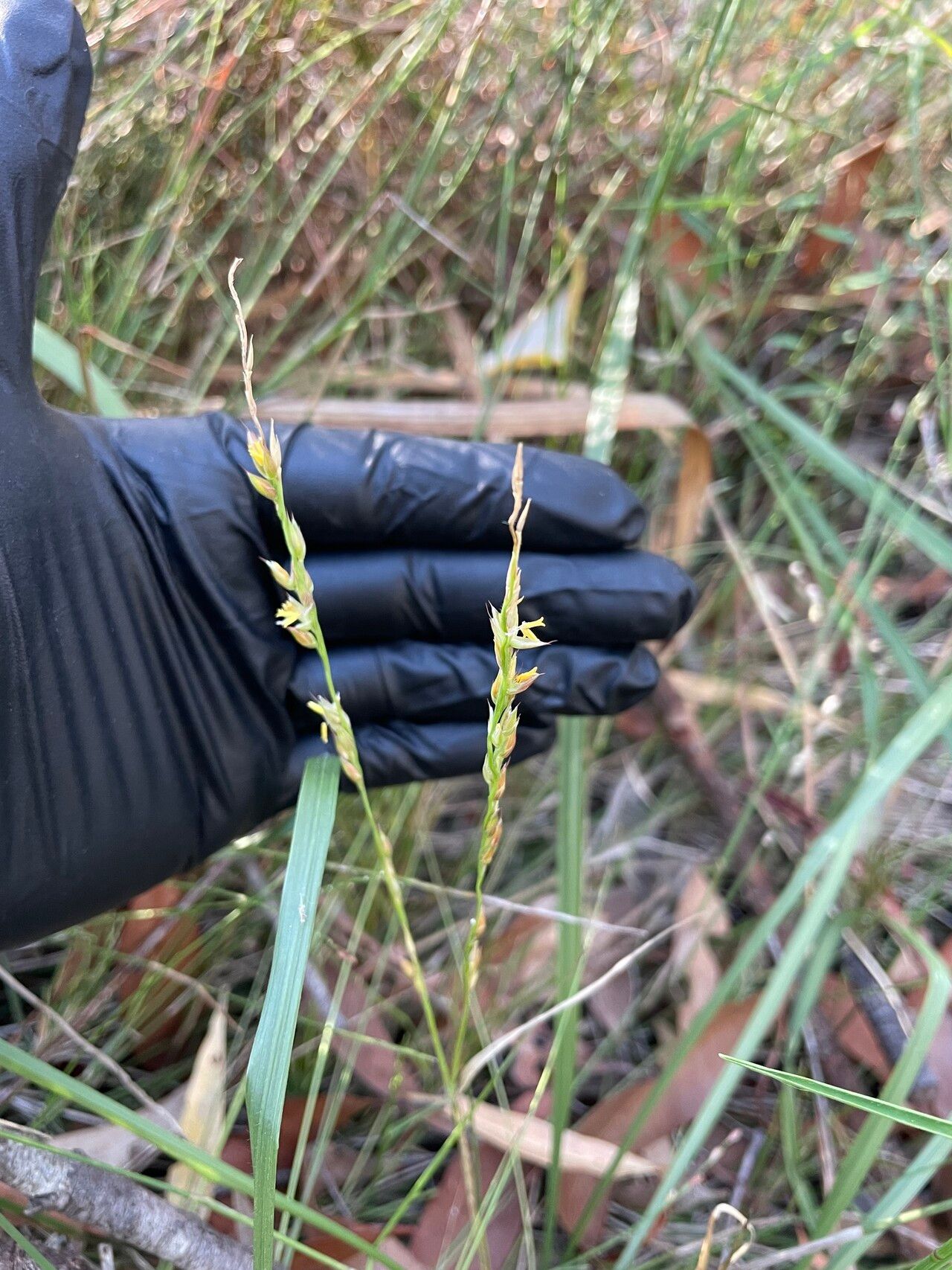 Alloteropsis semialata — houseplant care guide