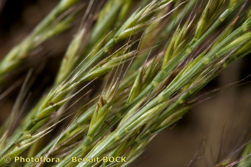 Vulpia unilateralis fruit