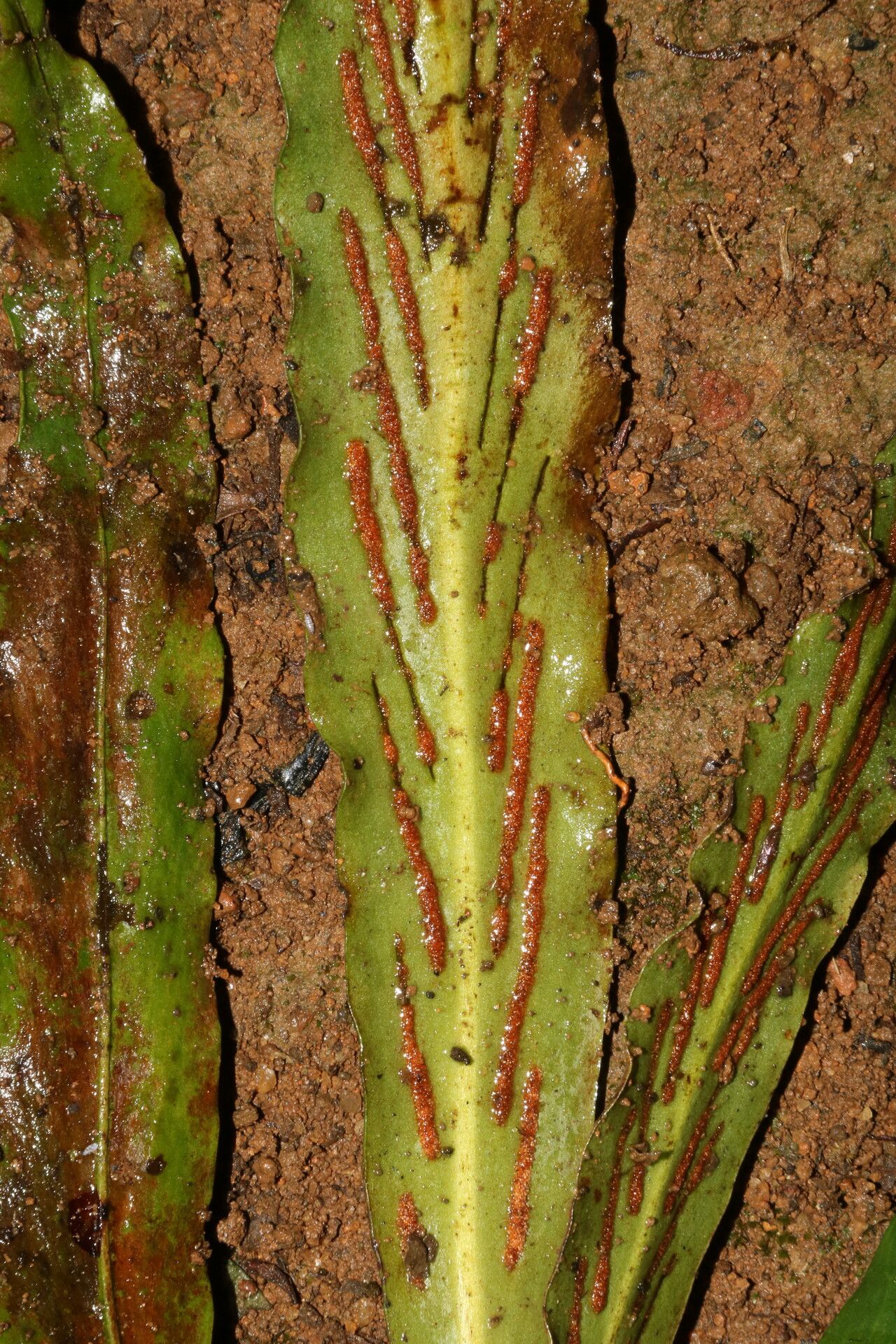 Loxogramme abyssinica — related species from the same genus