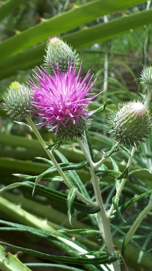 Ptilostemon chamaepeuce flower