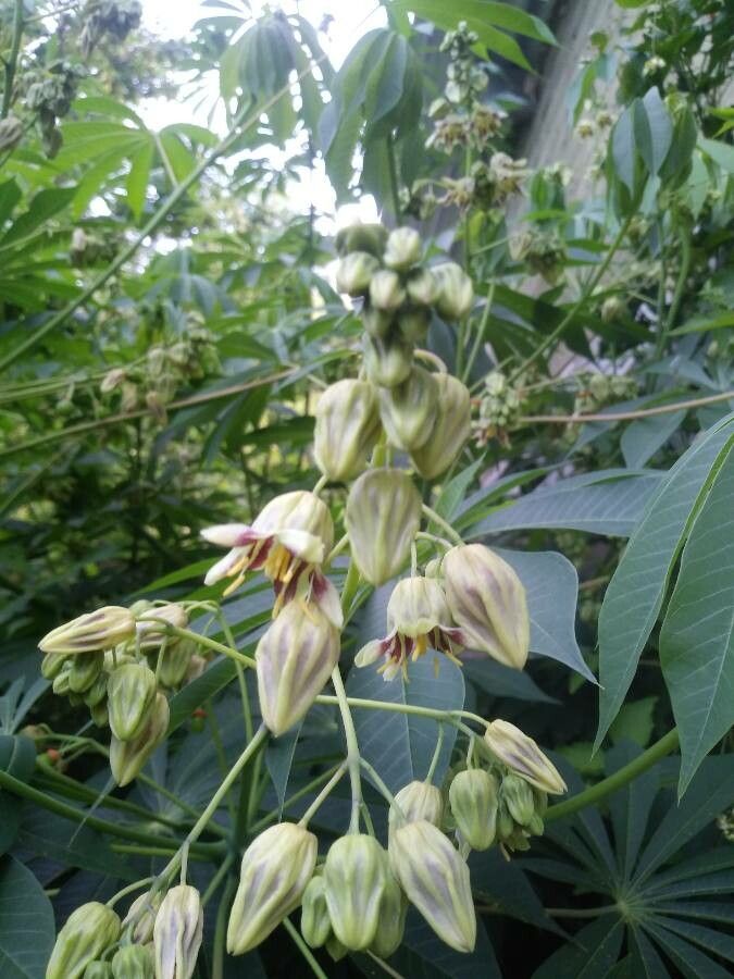 Manihot grahamii flower