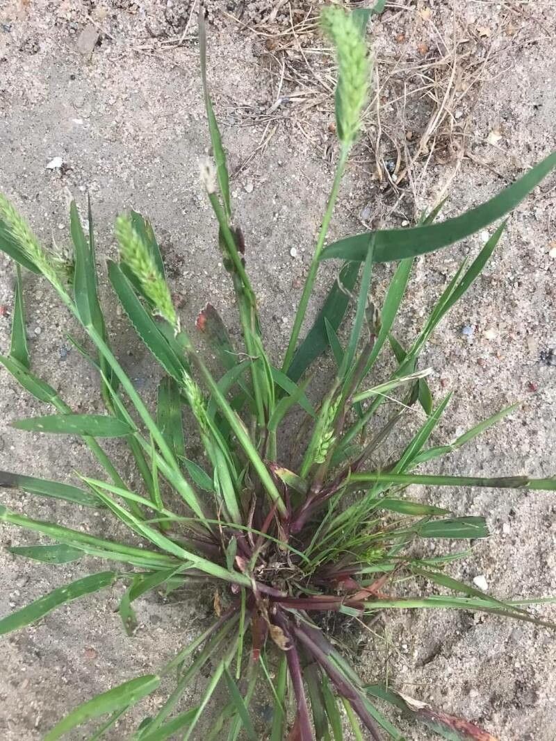 Echinochloa colona flower