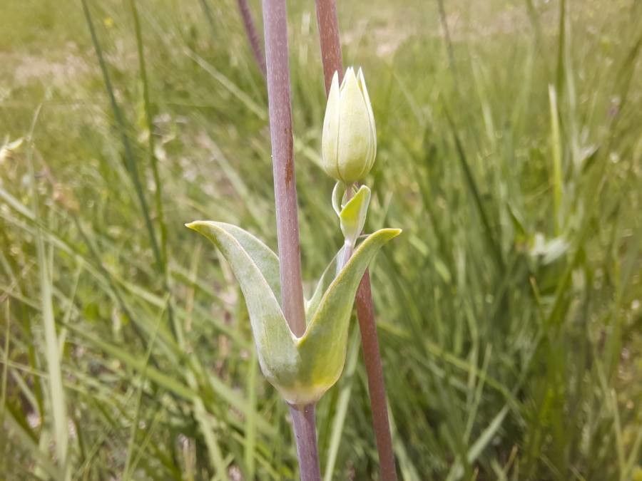 Cerastium perfoliatum — search result for 'Cerastium'