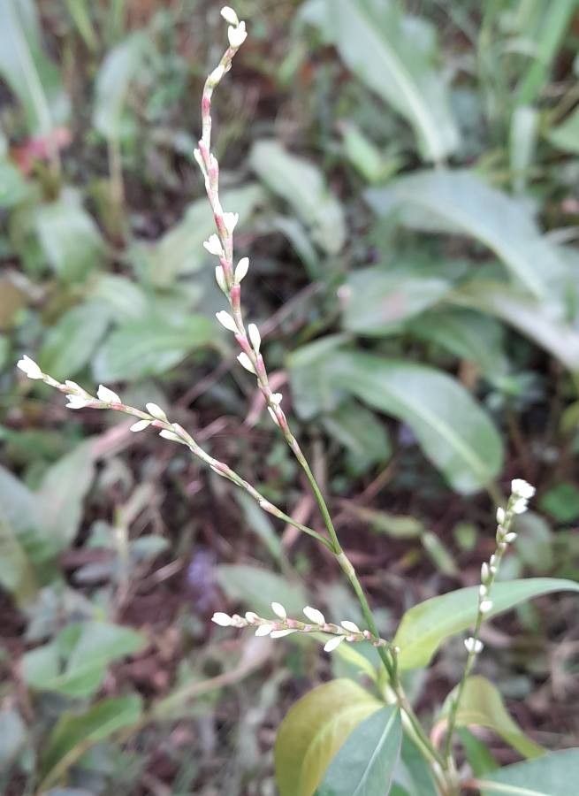 Persicaria glabra