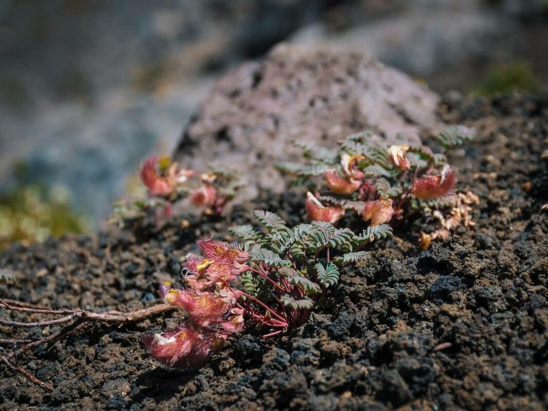 Adesmia longipes — houseplant care guide