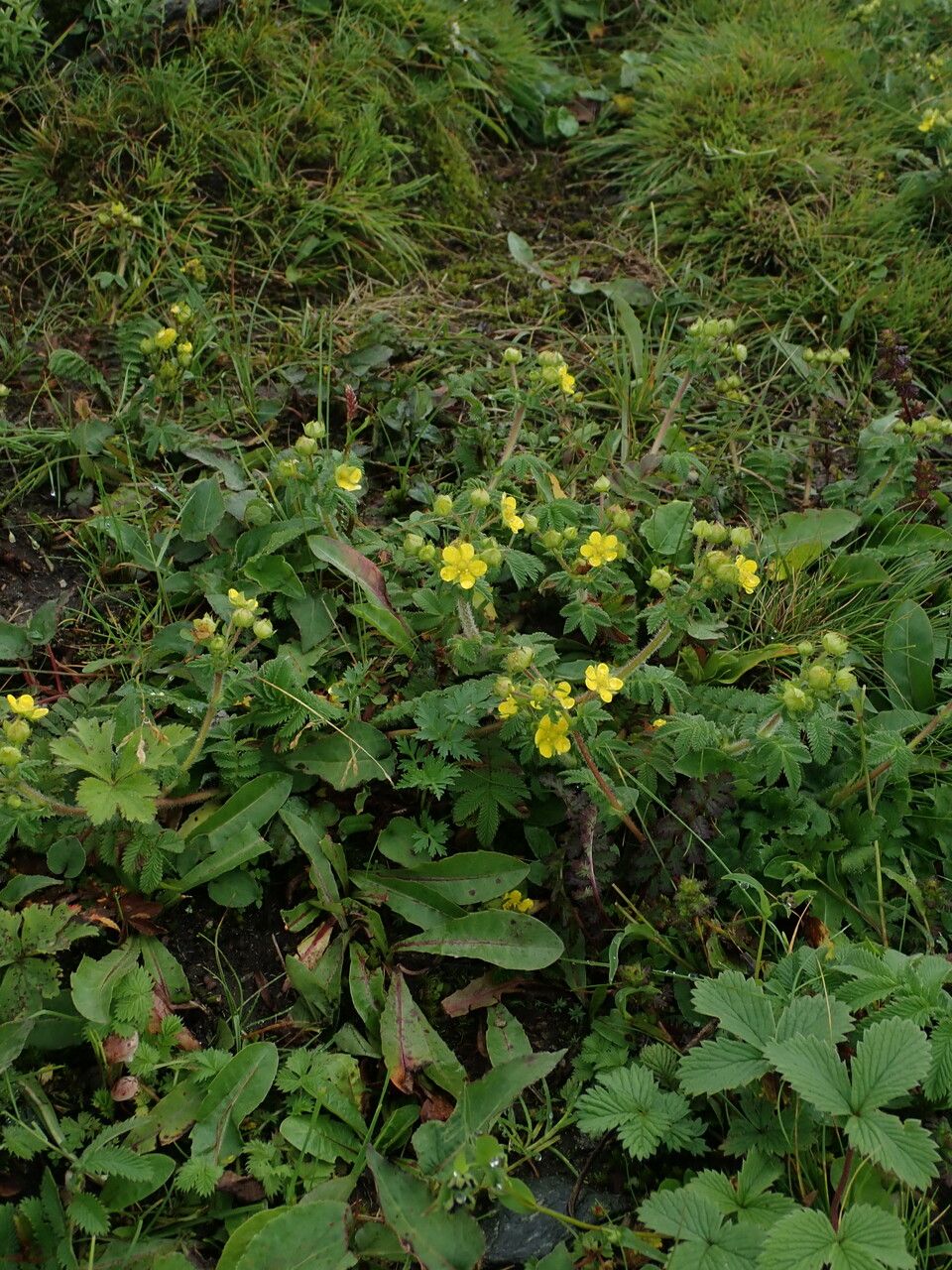 Argentina festiva — related species from the same genus