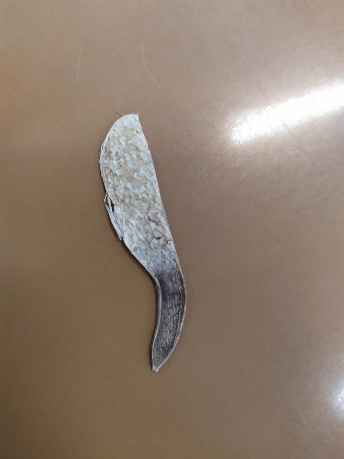 Machaerium aculeatum fruit