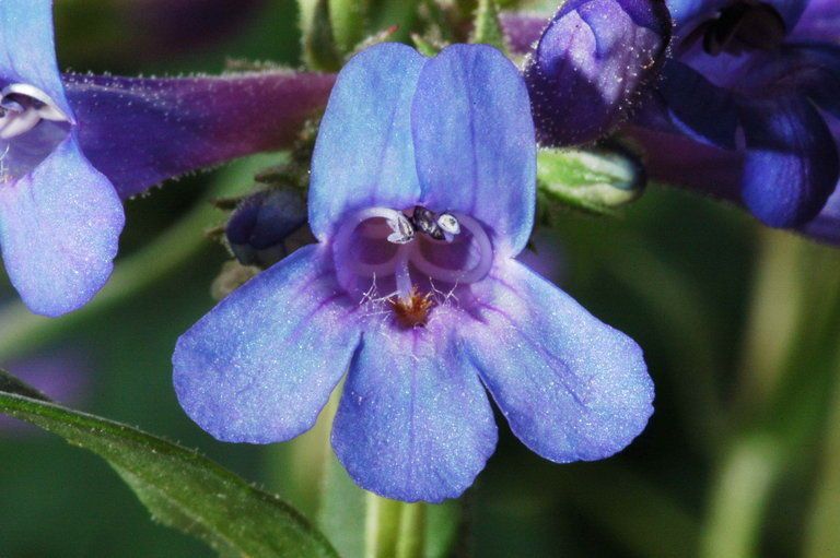 Penstemon aridus — houseplant care guide