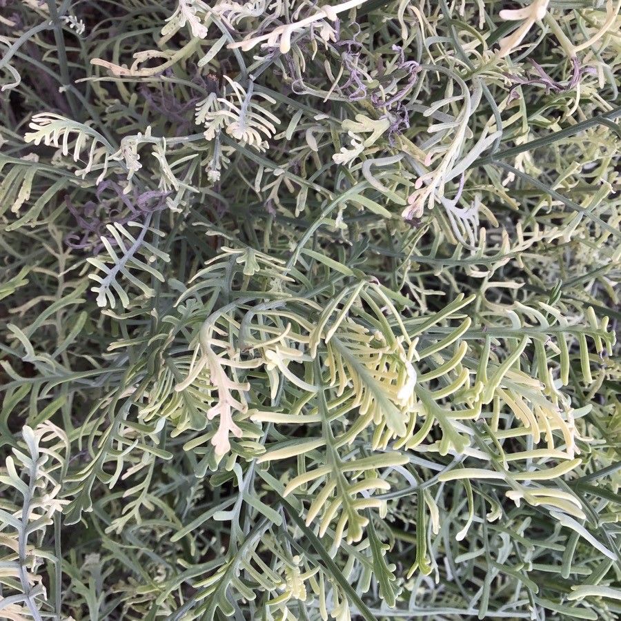 Lavandula canariensis