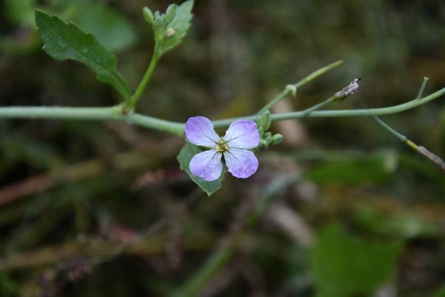 Moricandia arvensis flower