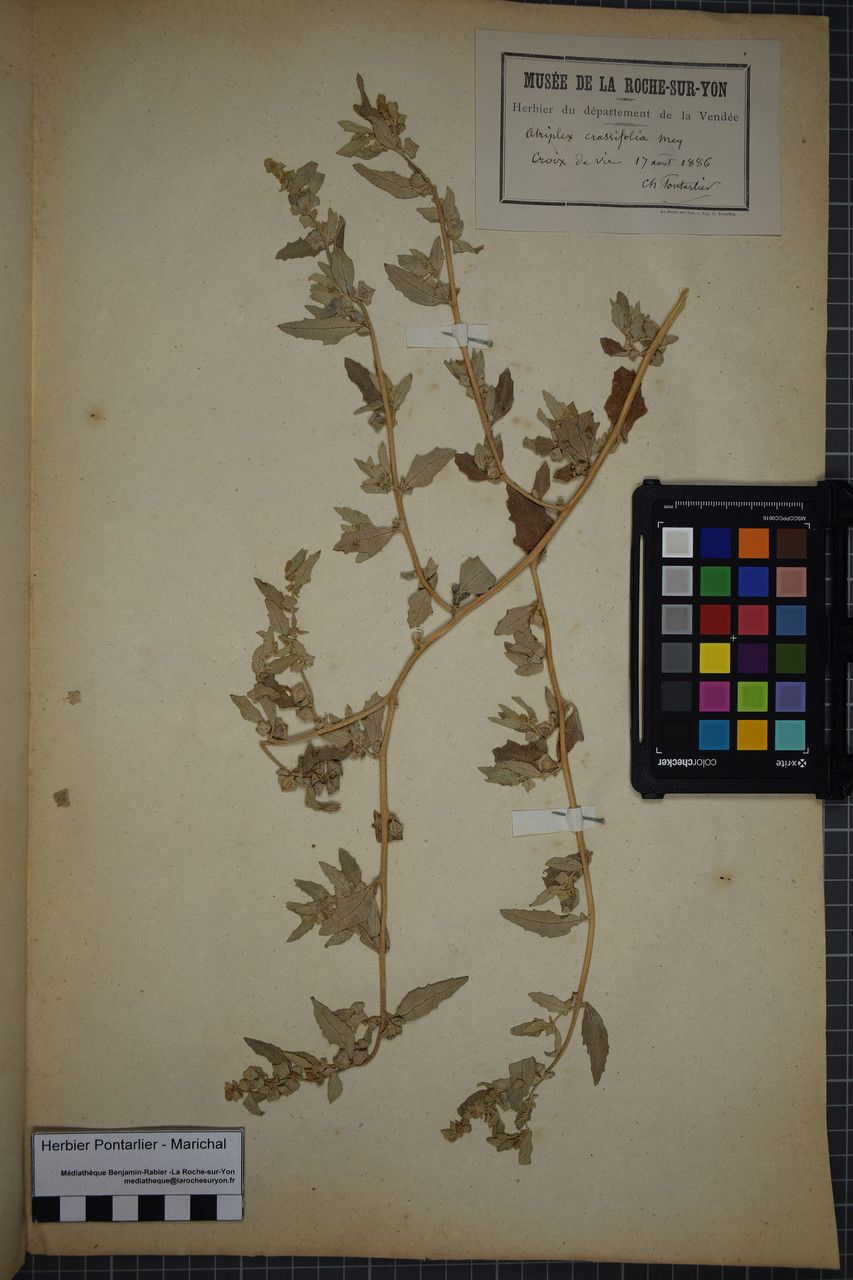 Atriplex tornabenei other