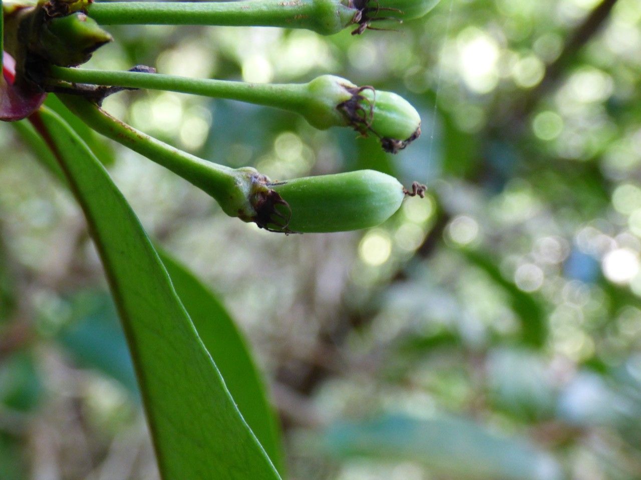 Erythroxylum laurifolium fruit
