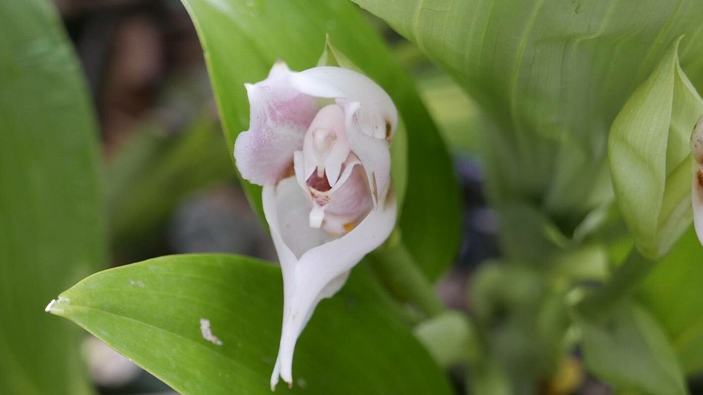 Galearis spectabilis flower