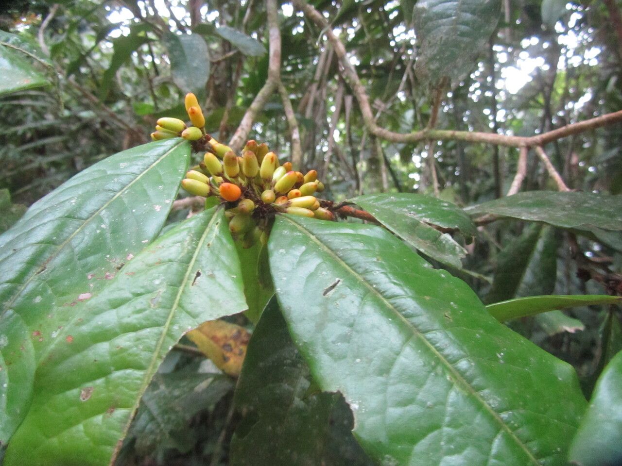 Erythroxylum macrophyllum leaf
