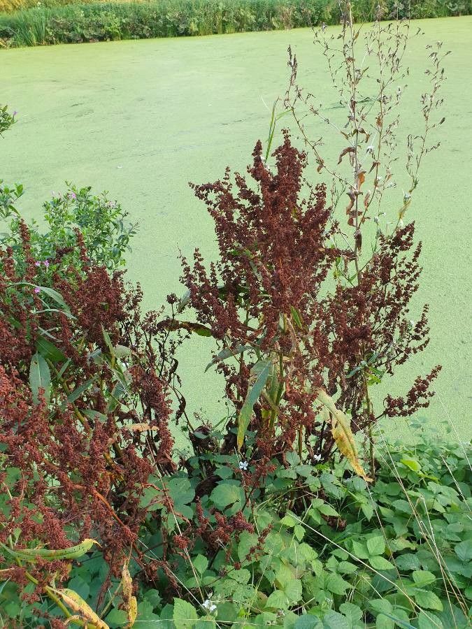 Rumex hydrolapathum fruit