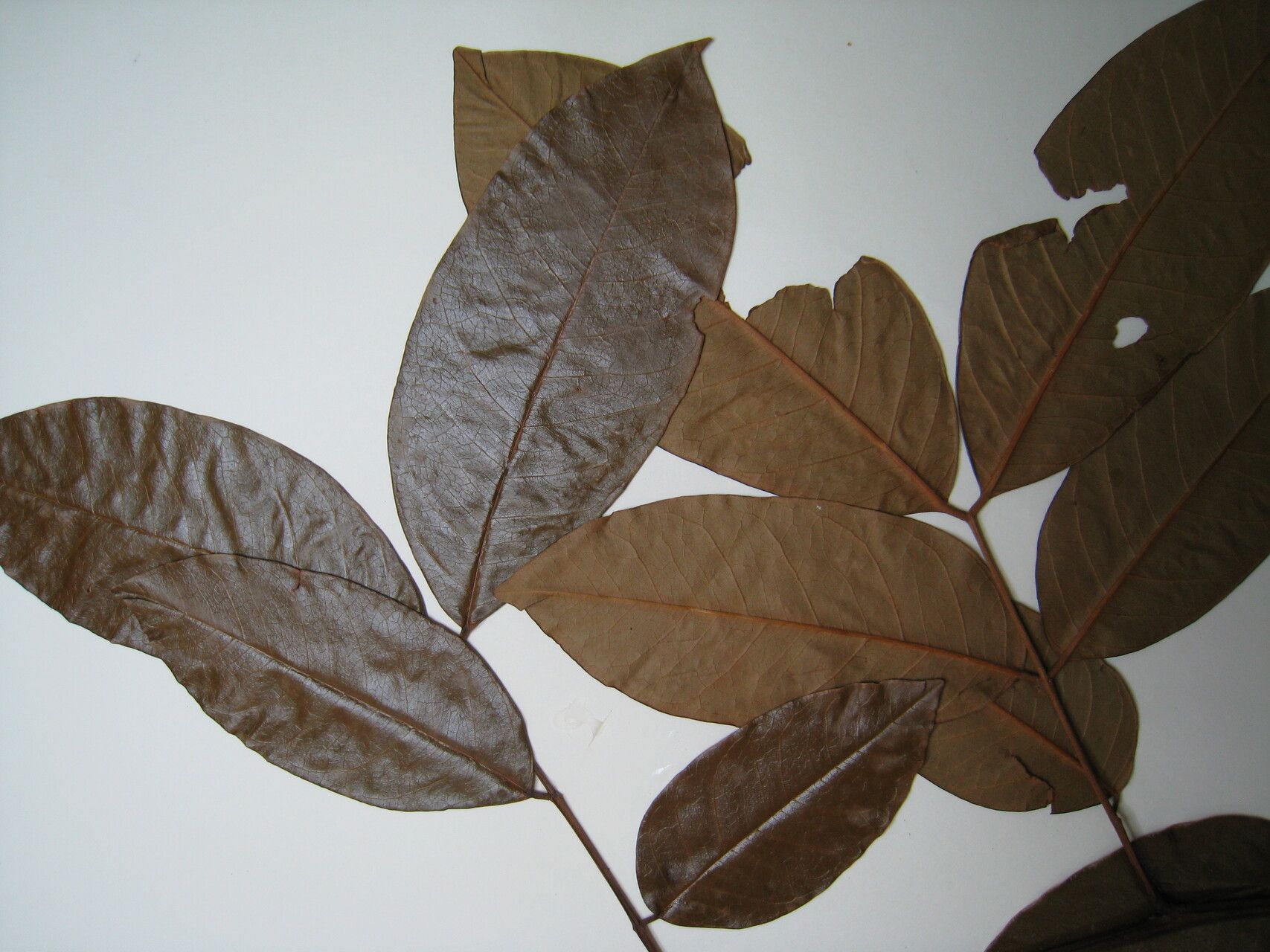 Cassia spruceana — search result for 'Cassia'