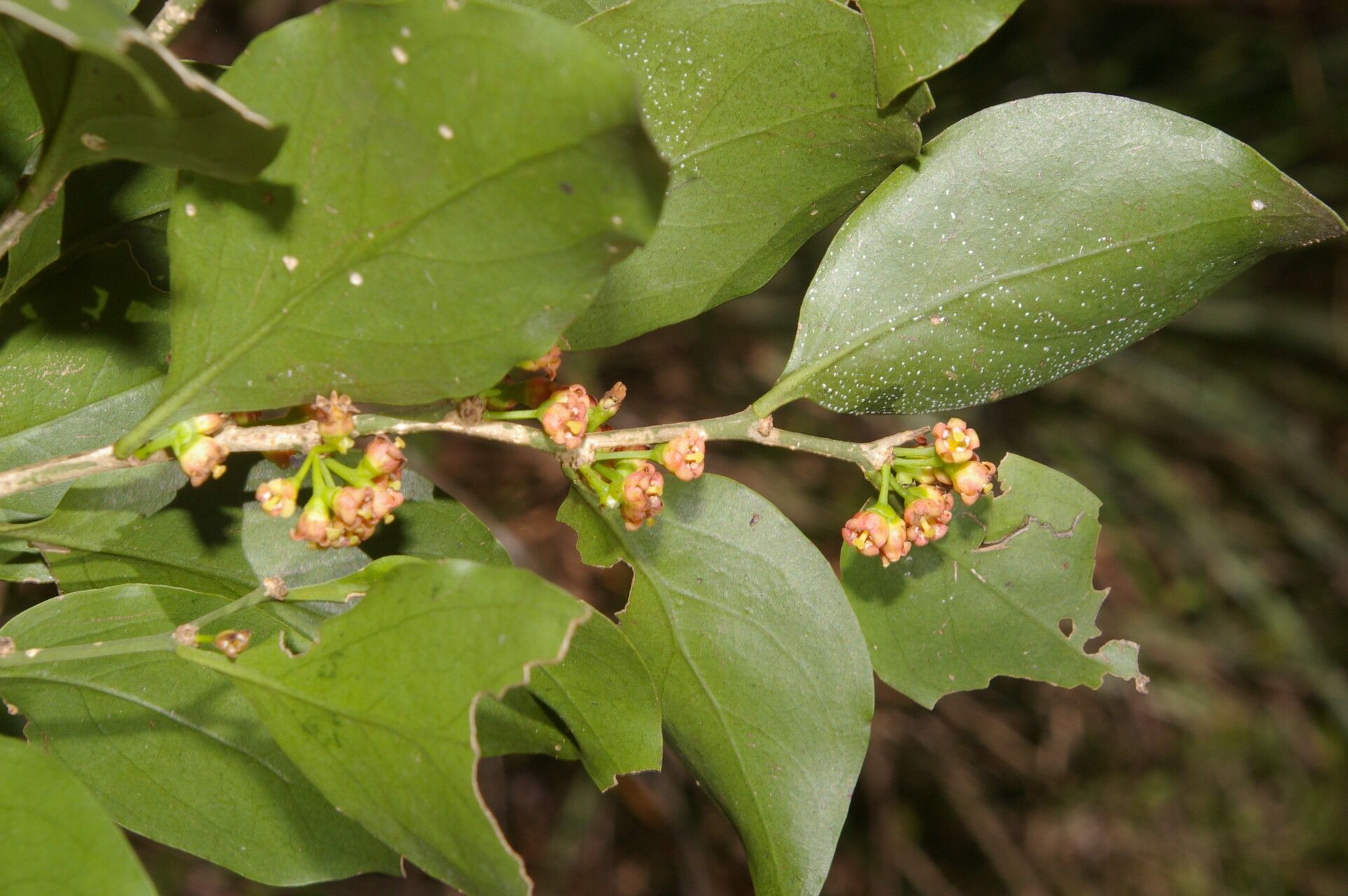 Agonandra macrocarpa flower
