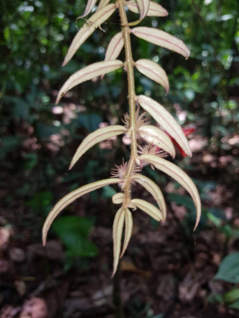 Columnea flaccida — search result for 'Columnea'