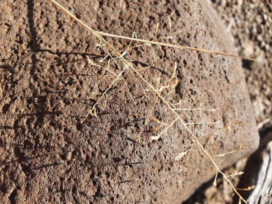Eragrostis papposa flower