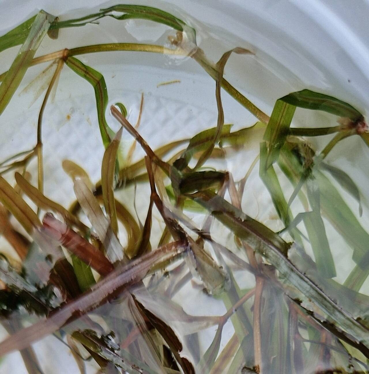 Potamogeton obtusifolius bark