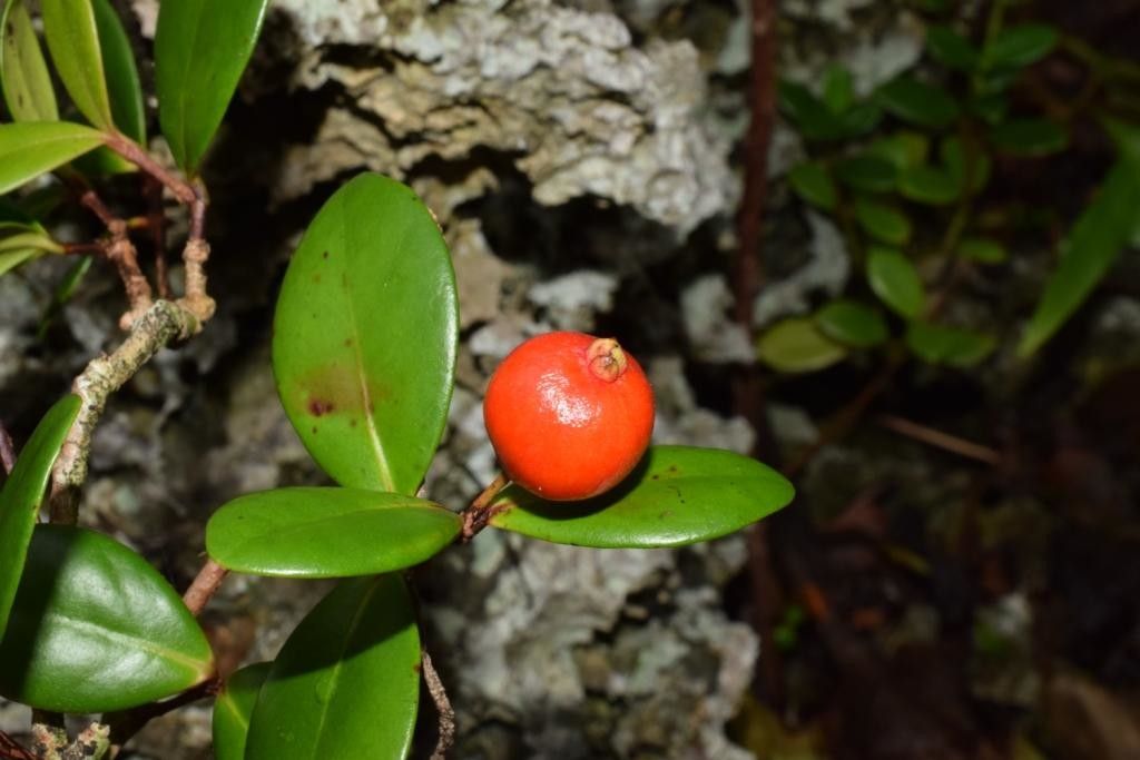 Eugenia mendute fruit