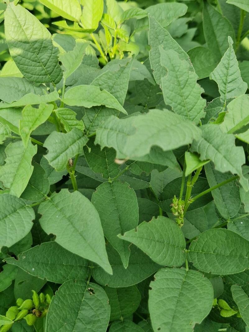 Orbexilum onobrychis leaf