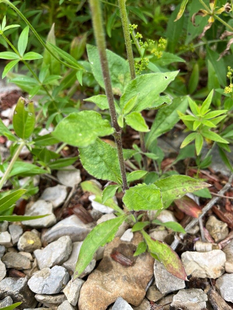 Silene viridiflora leaf