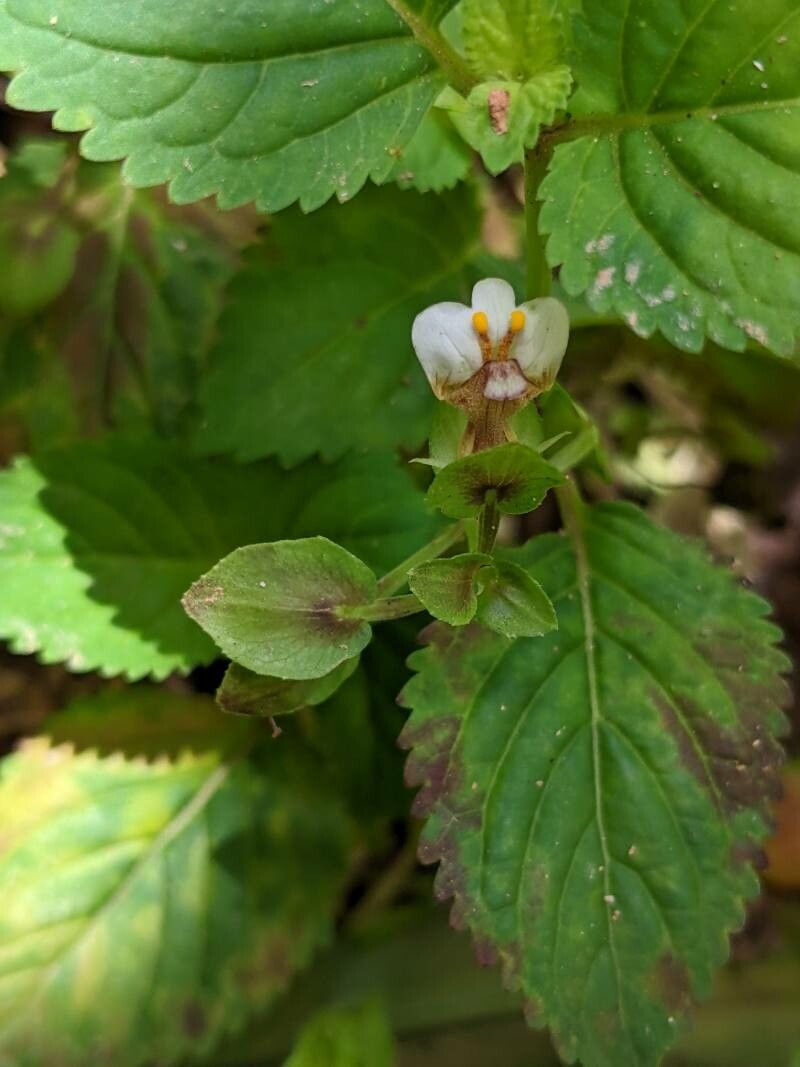 Picria fel-terrae flower