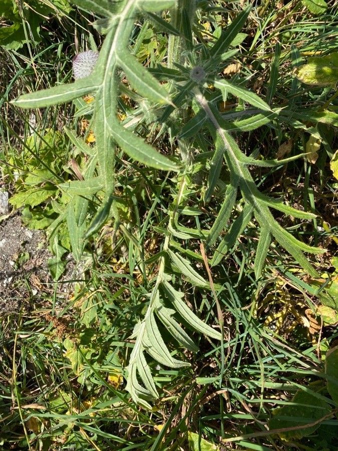 Cirsium eriophorum leaf