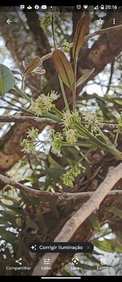 Jacaranda cuspidifolia flower