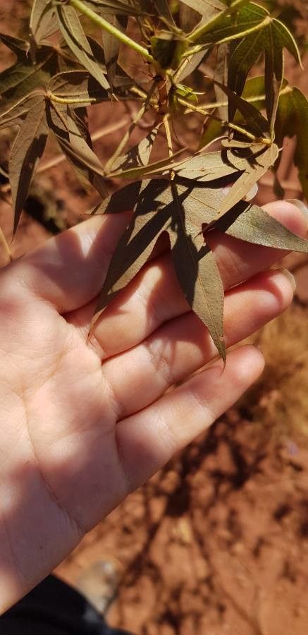 Gossypium robinsonii — search result for 'Gossypium'