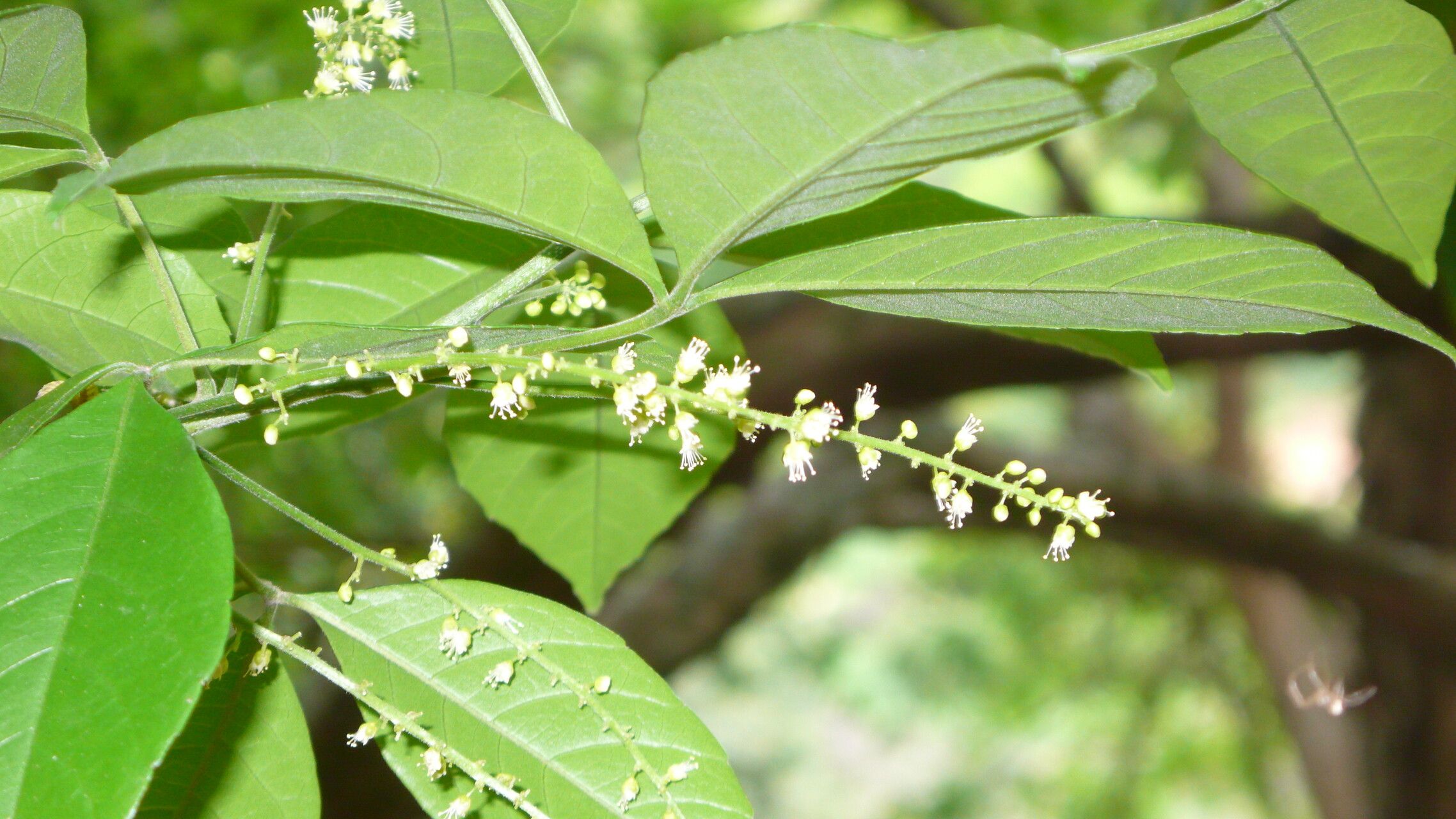 Allophylus petiolulatus — houseplant care guide