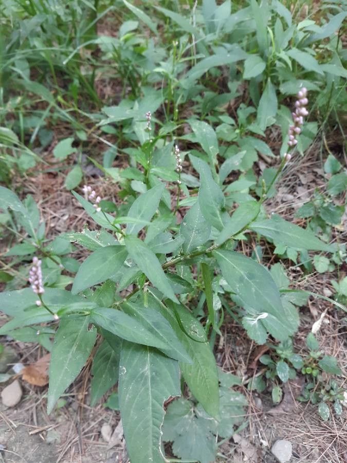 Justicia ovata flower