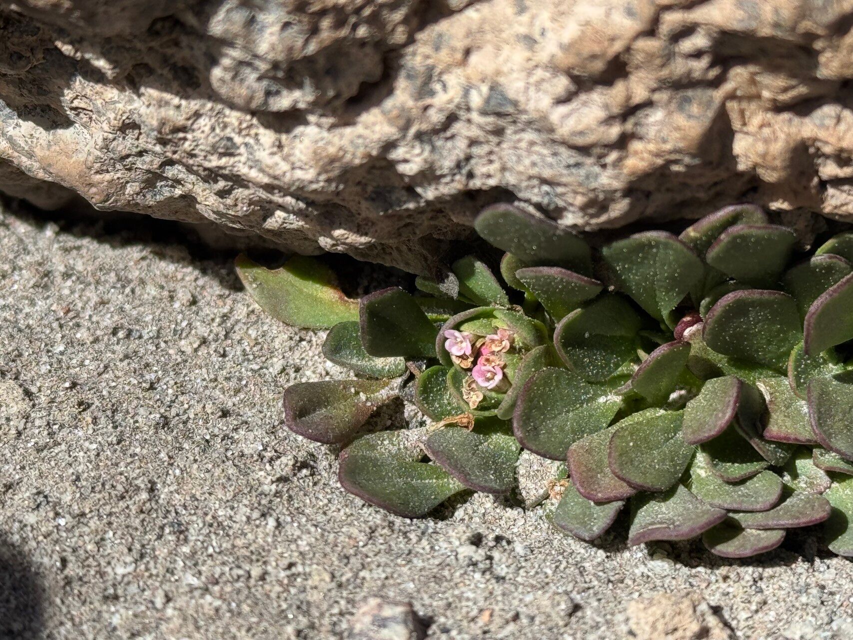 Valeriana paulae flower