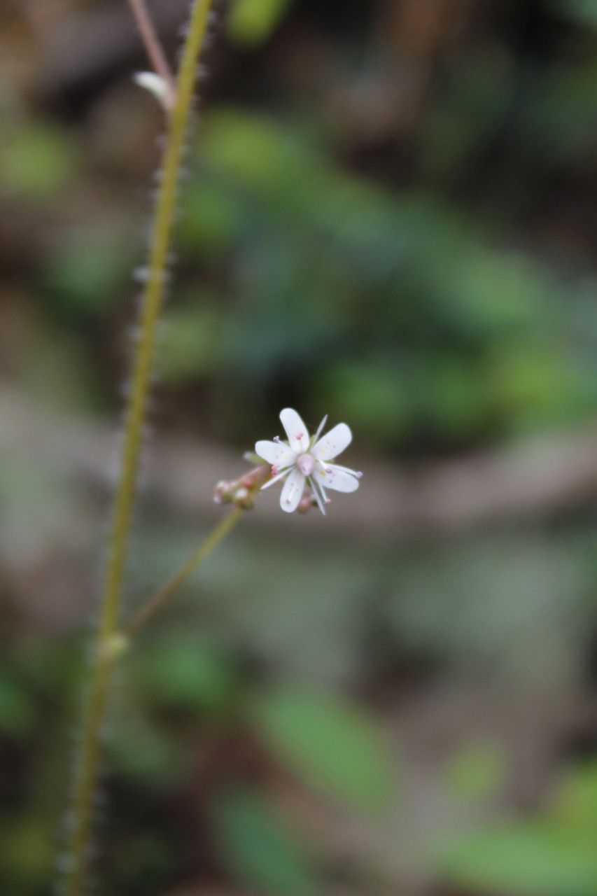 Saxifraga spathularis flower
