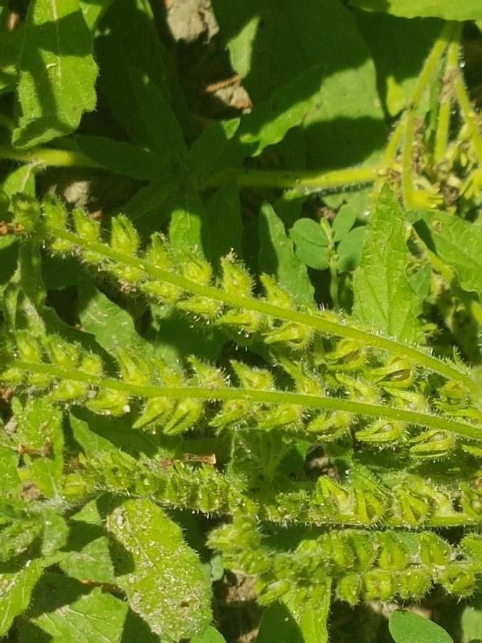 Heliotropium amplexicaule fruit