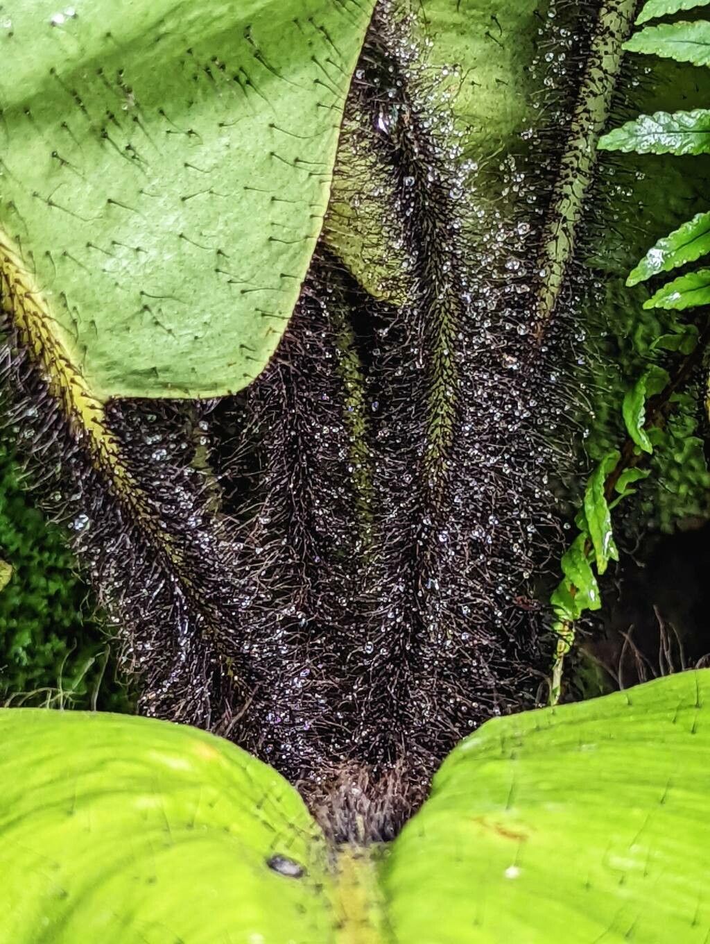 Elaphoglossum crinitum bark