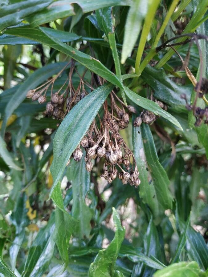 Psiadia retusa fruit